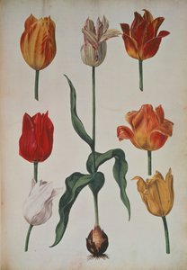 Tulipes : de Verzameling van Bloemen naar de Natuur getekend (Collection de fleurs dessinées d